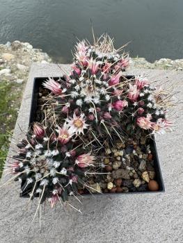 Preview: Mammillaria erythraea